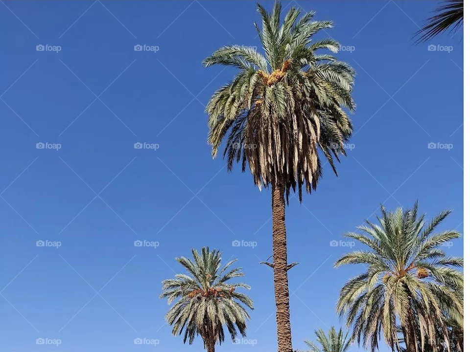 Palm tree