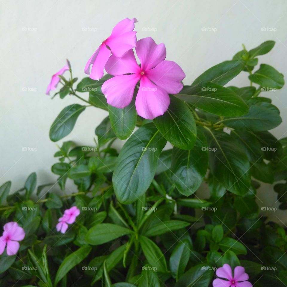 Purple flower on the park