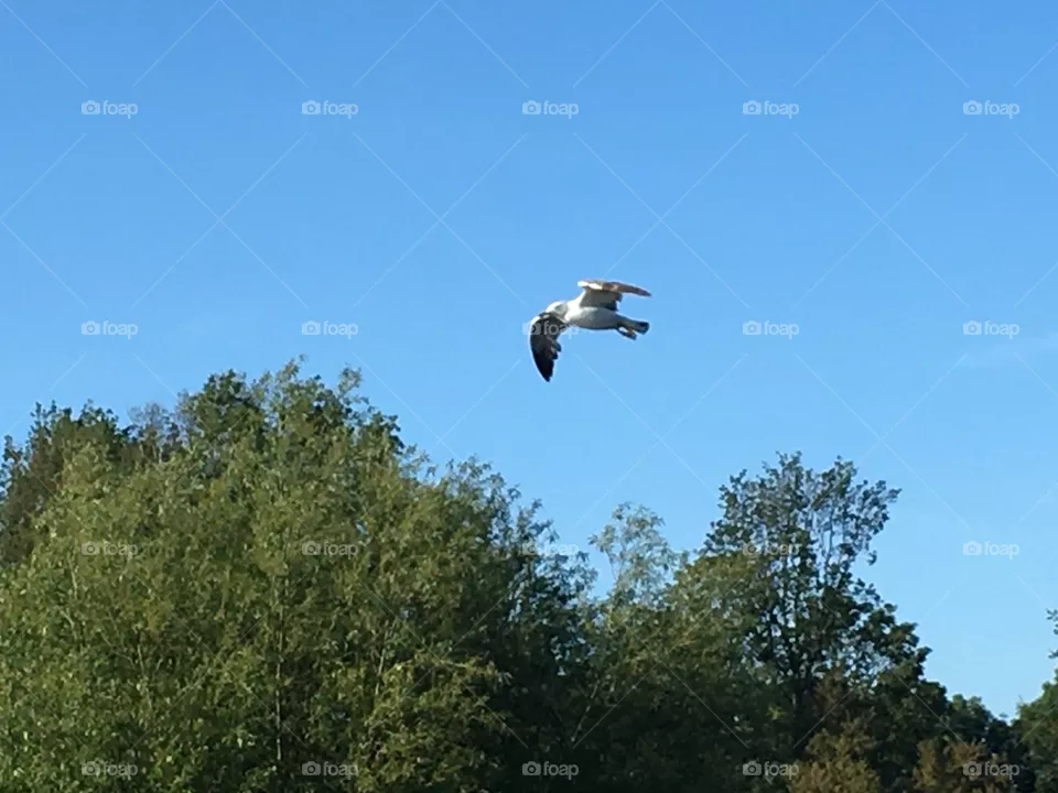 seagull floating in the sky