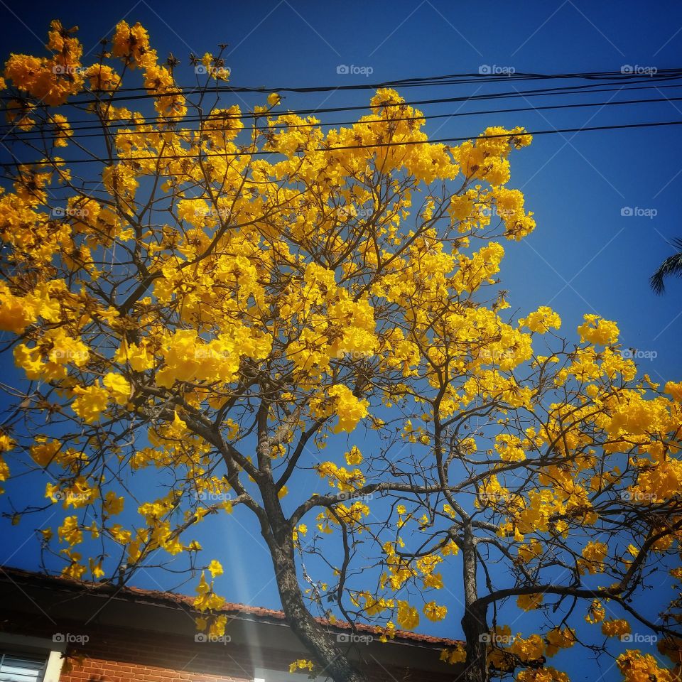 ipê amarelo