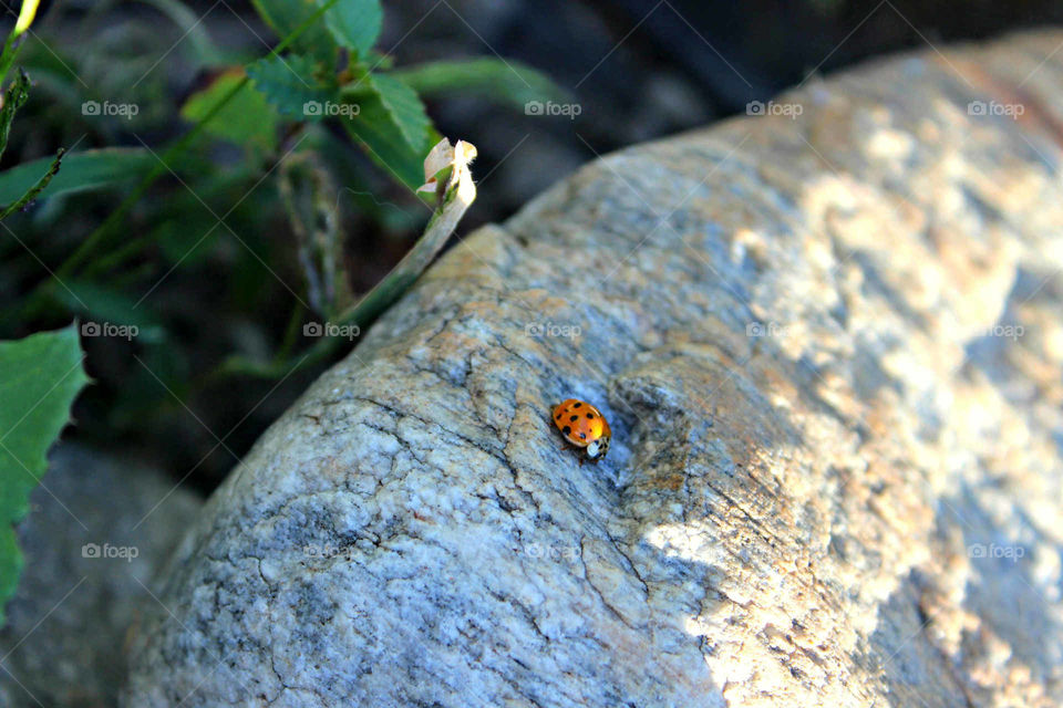 lady bug