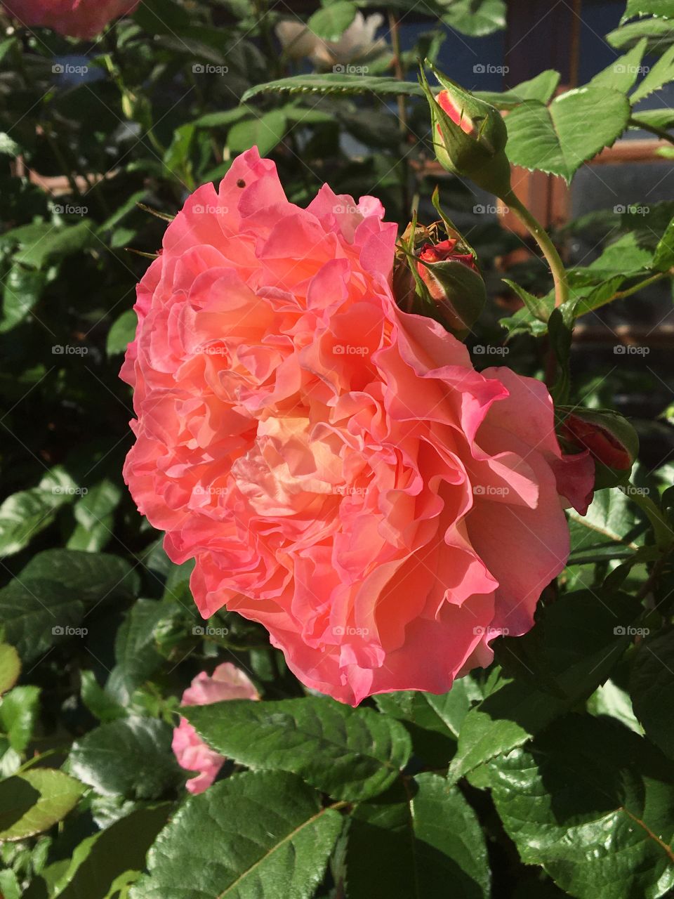 Morning glory rose in full blooming 