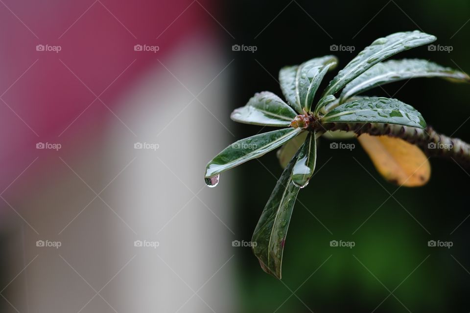 water on the leaf after rain