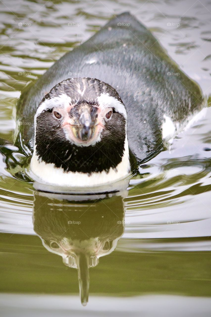 penguin