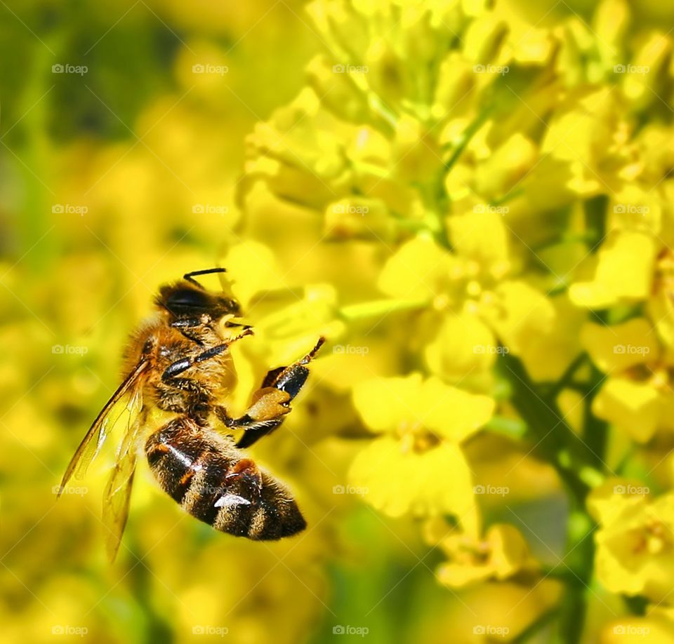 Bee on yellow flower