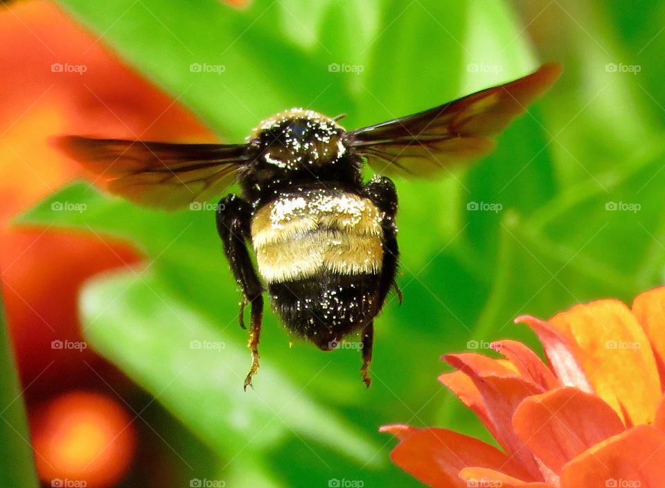 Bumblebee inflight 