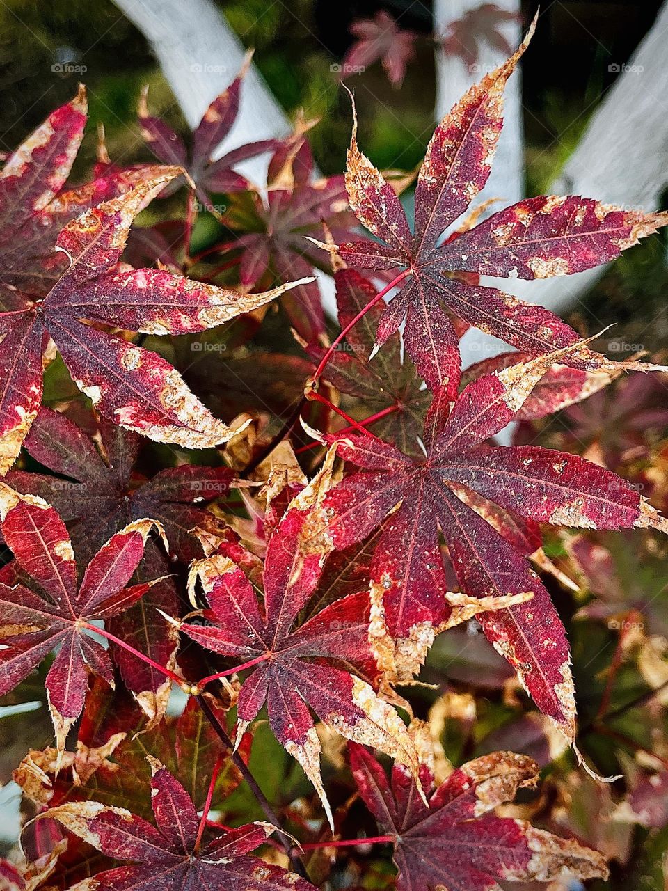 Japanese Maple Tree