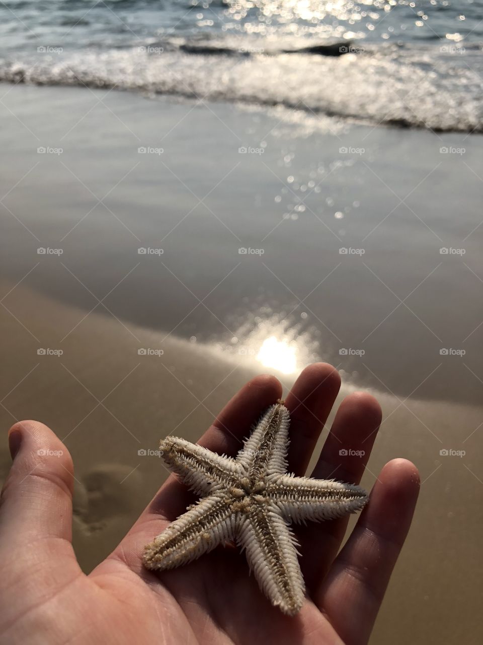 Holding A Starfish In My Hand At The Beach Near The Ocean