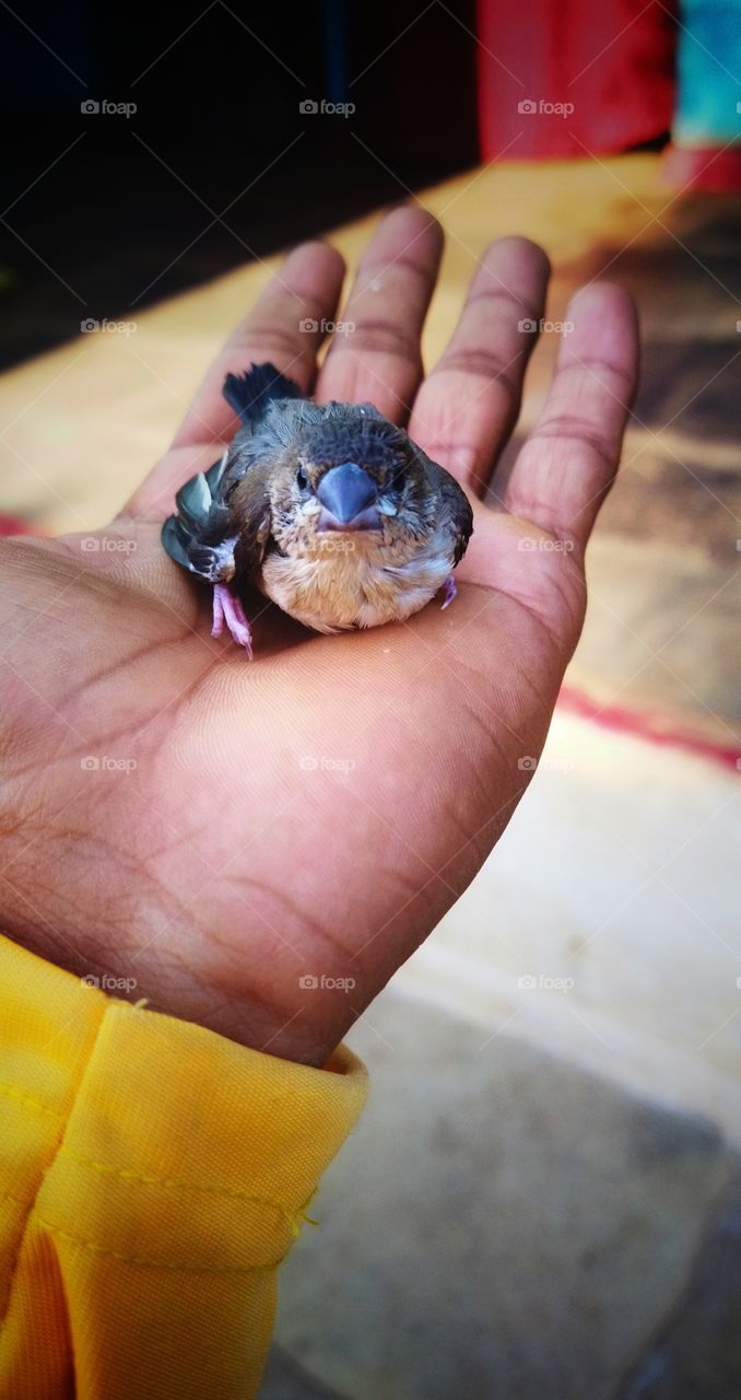 beautiful little bird