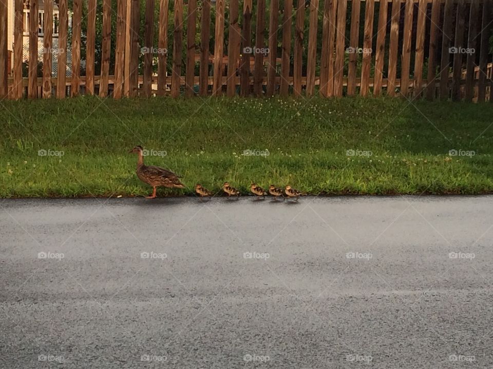 Duck Crossing. This momma duck and her ducklings were crossing the street in our neighborhood after a big rainstorm. Super sweet!