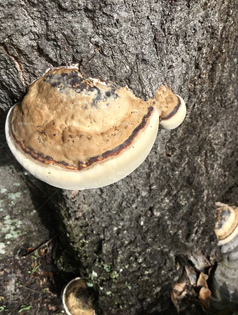 An old Oak tree in the South Georgia woods playing host to some mushrooms.