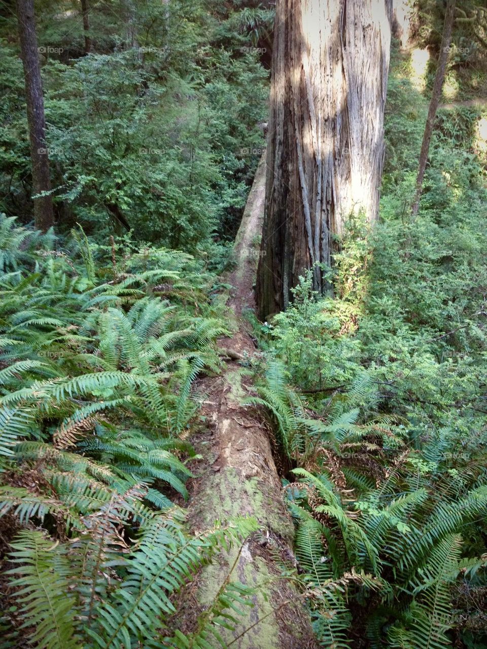 Redwood and ferns in forest