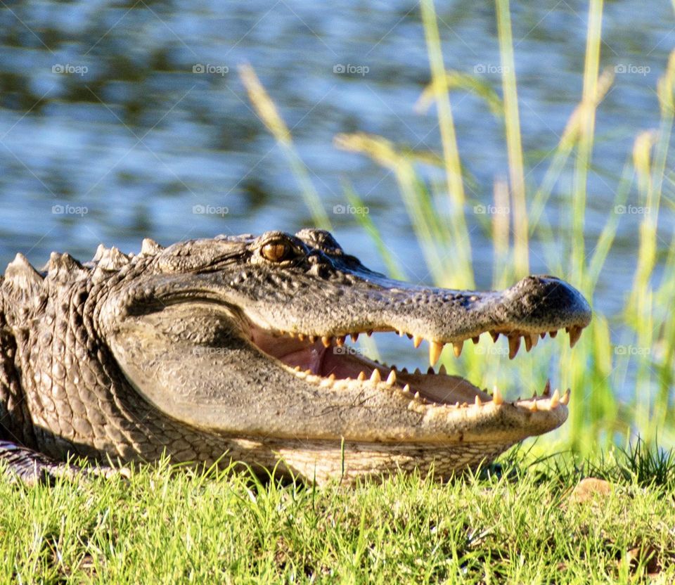 Alligator on shore