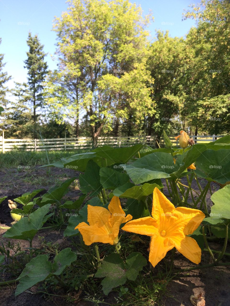 Pumpkins