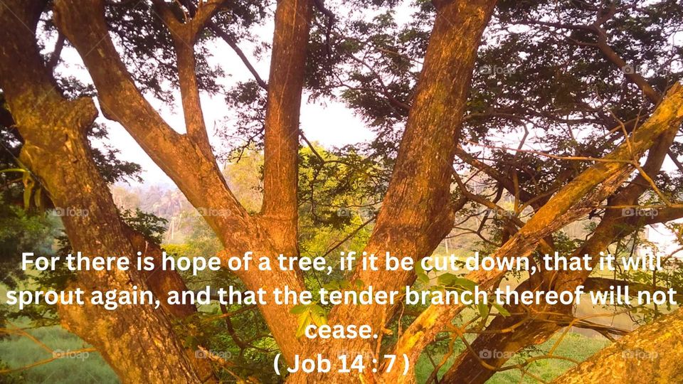 A tree shining in the light of the rising sun