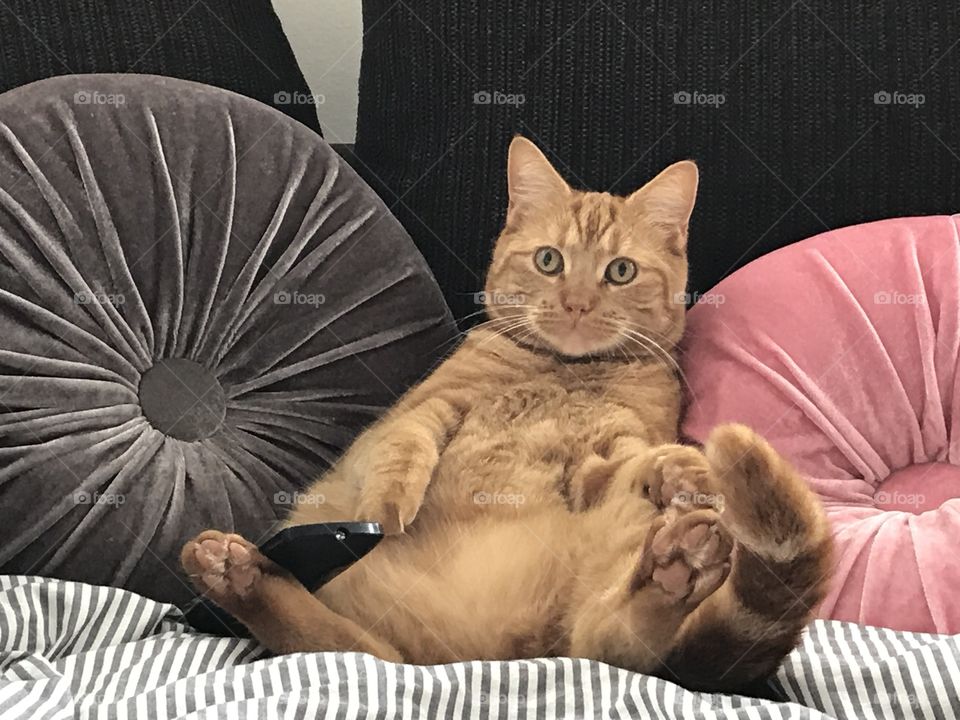 Ginger cat lying on the sofa next to the tv remote control