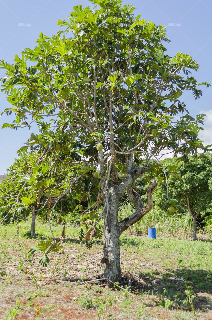 Breadfruit Tree