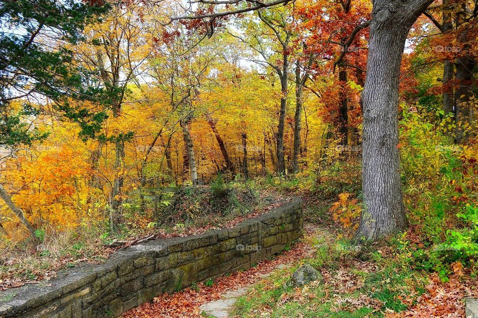 Hiking  trail - path - Autumn - Fall - Woods