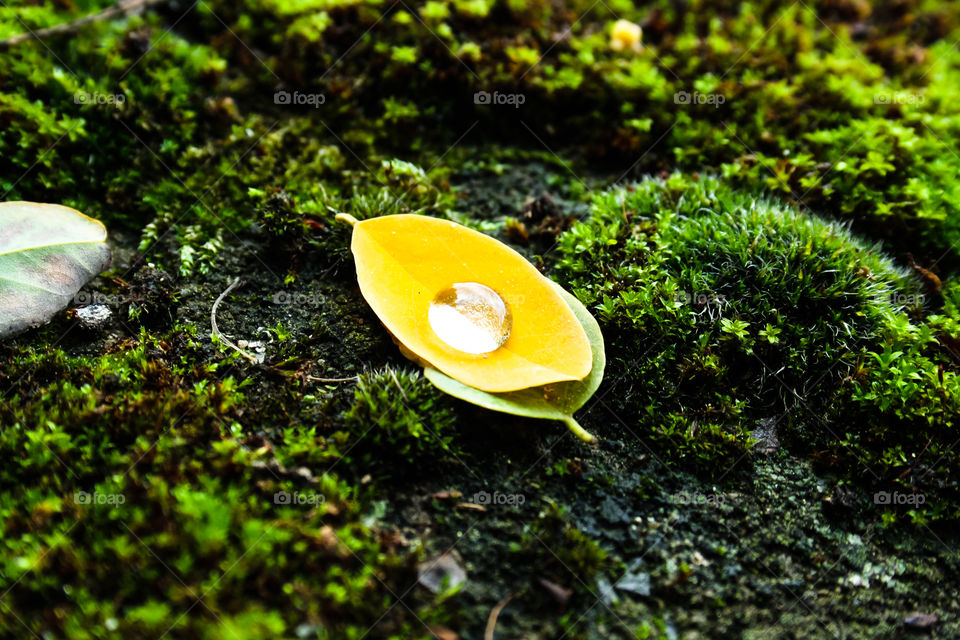 a drop of water in a small yellow leaf