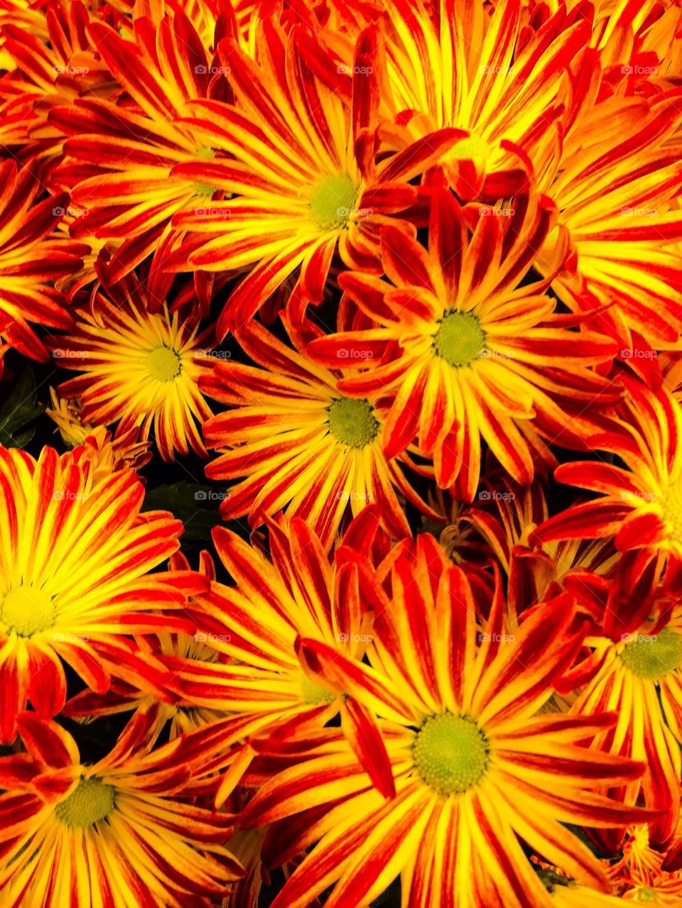 Full frame of chrysanthemum flowers