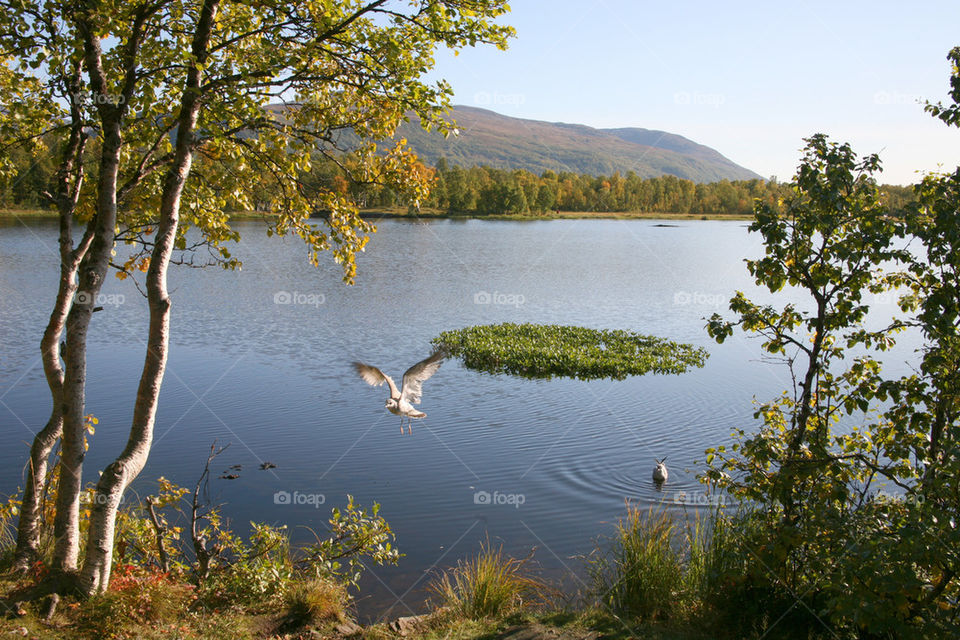 Autumn by a lake.