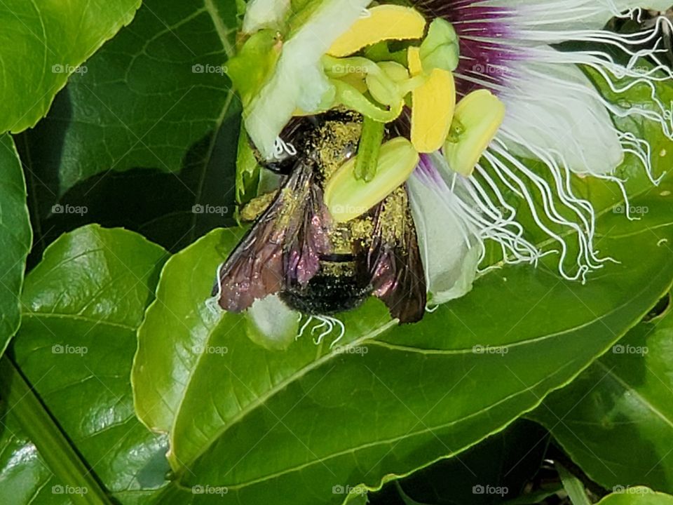 polinization of passion fruit