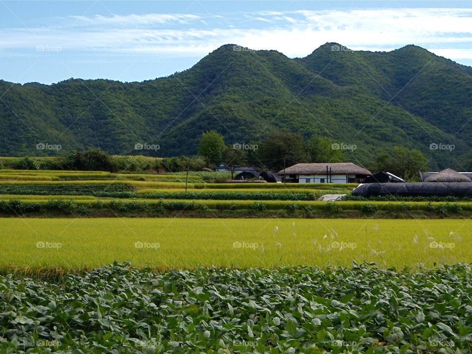 Rice Fields