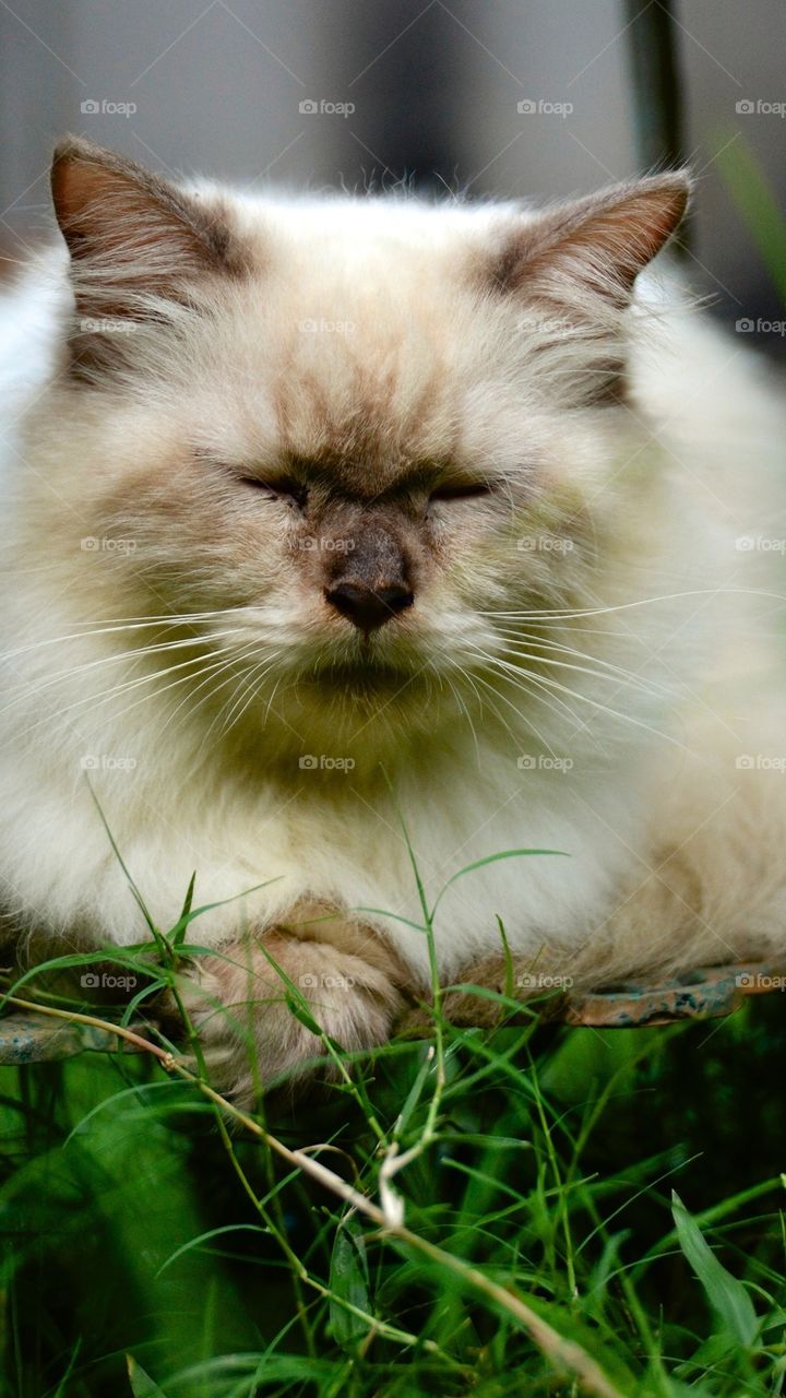 Portrait of cat sleeping on grass