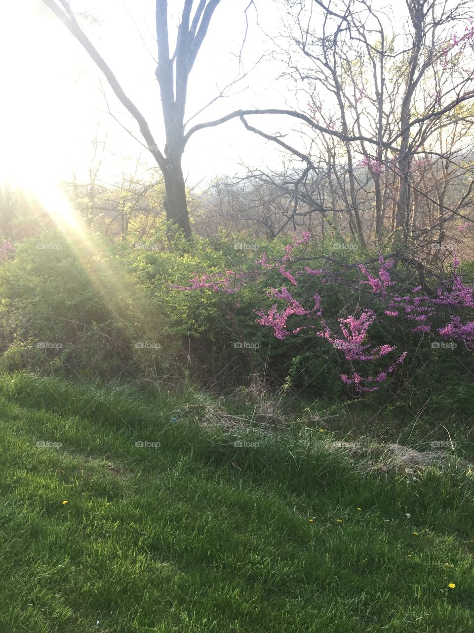 Sunlight streaming on fields and blooms at The Ridges in Athens Ohio. 