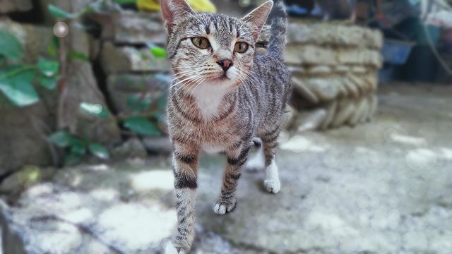 cat