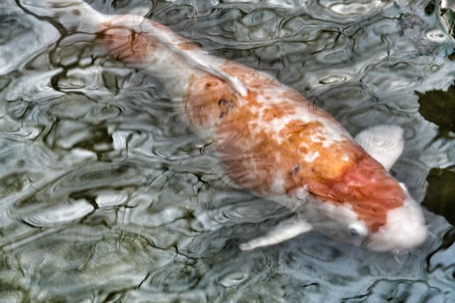 Koi. Koi Carp surfacing 