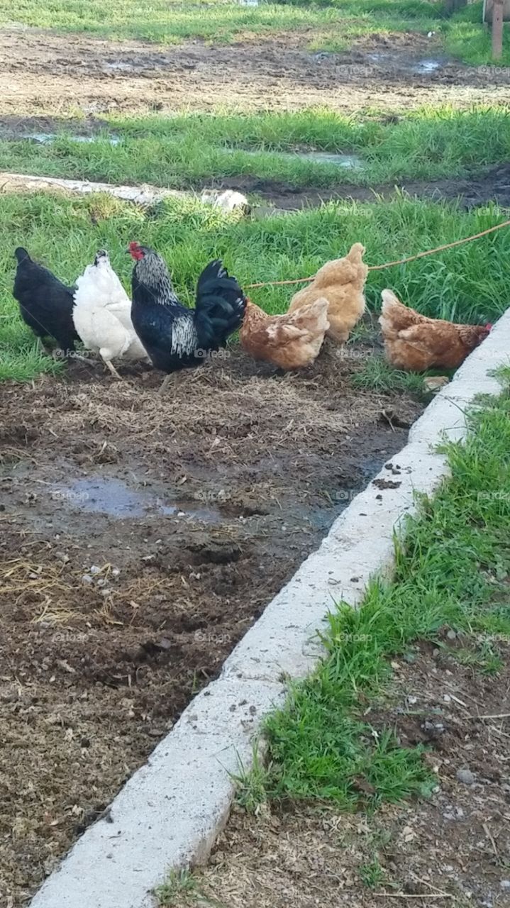 Rooster with his chickens at the farm eating