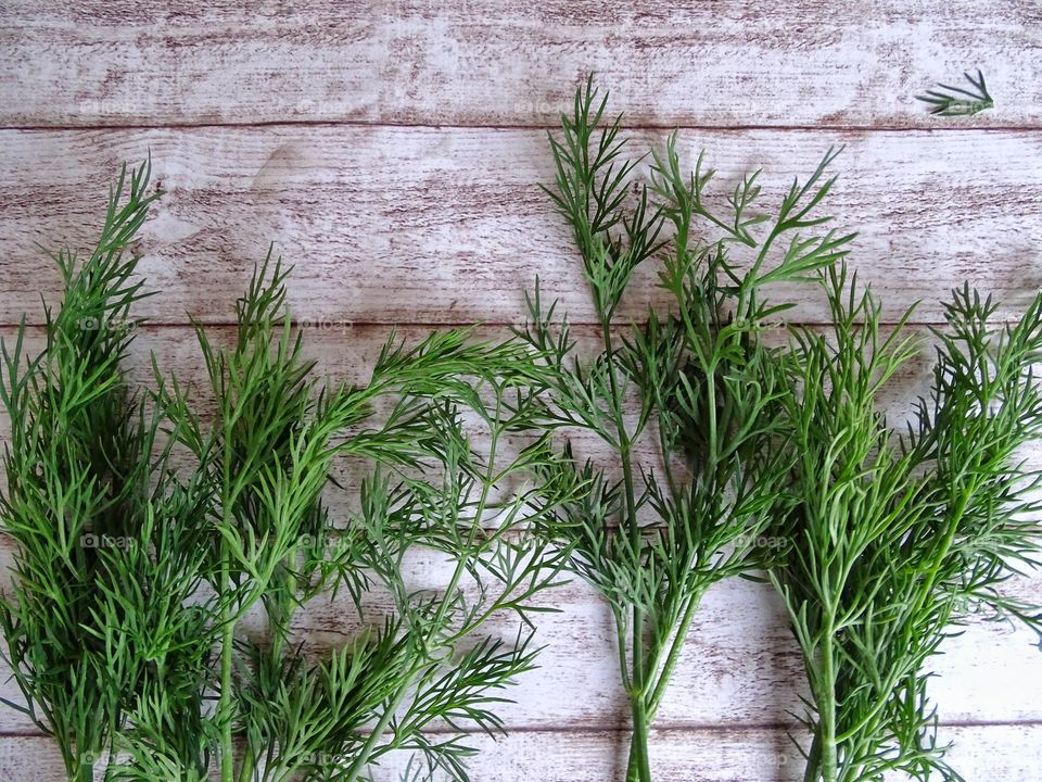 Fresh dill