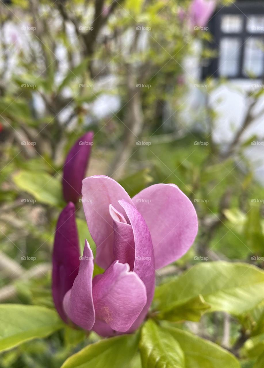 Spring in the garden