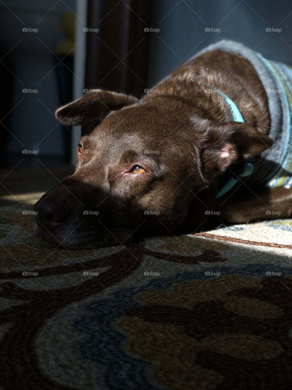 This is my beautiful boy, Jiffy! In this photo he is wearing his favorite blue and green pattern sweater while enjoying some sun. I took this photo with the iPhone 8 Plus. Also, I have not edited this photo at all..my camera and dog are to thank. ❤️