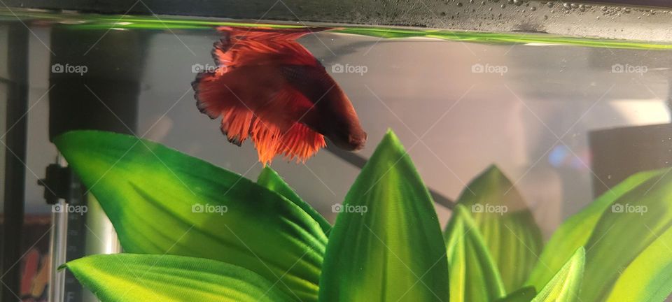 comme un poisson dans l'eau...