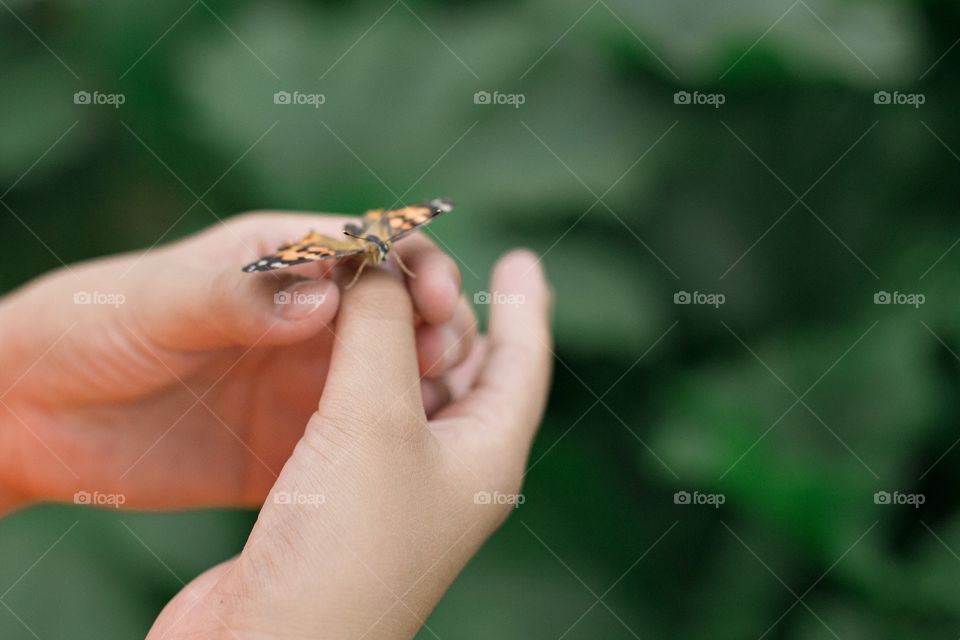 Butterfly resting on a child’s hand 