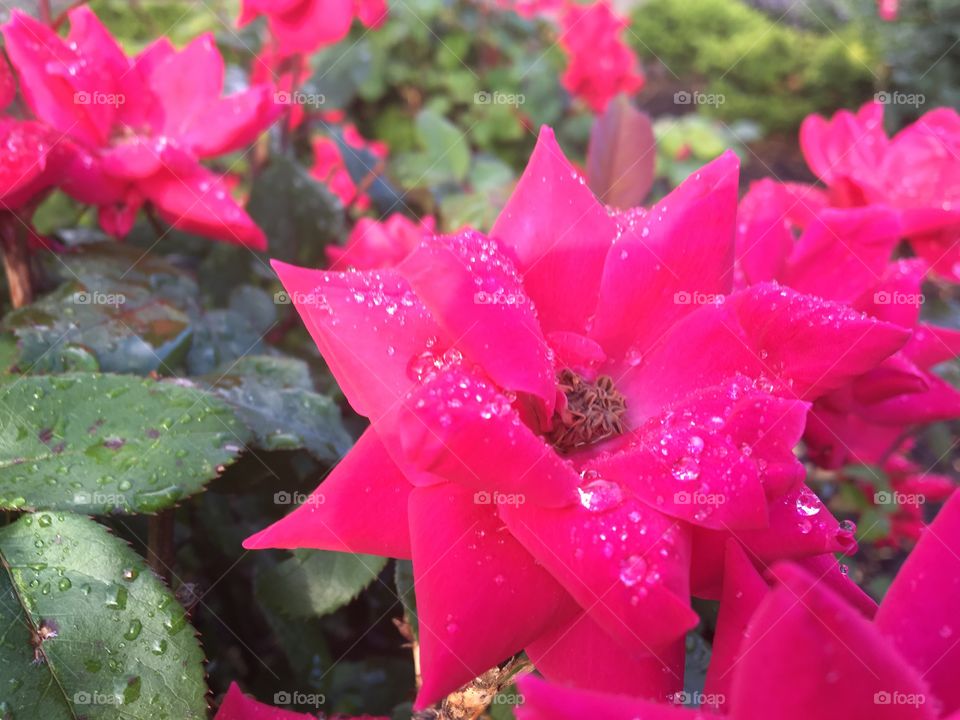 Flowers in the rain 