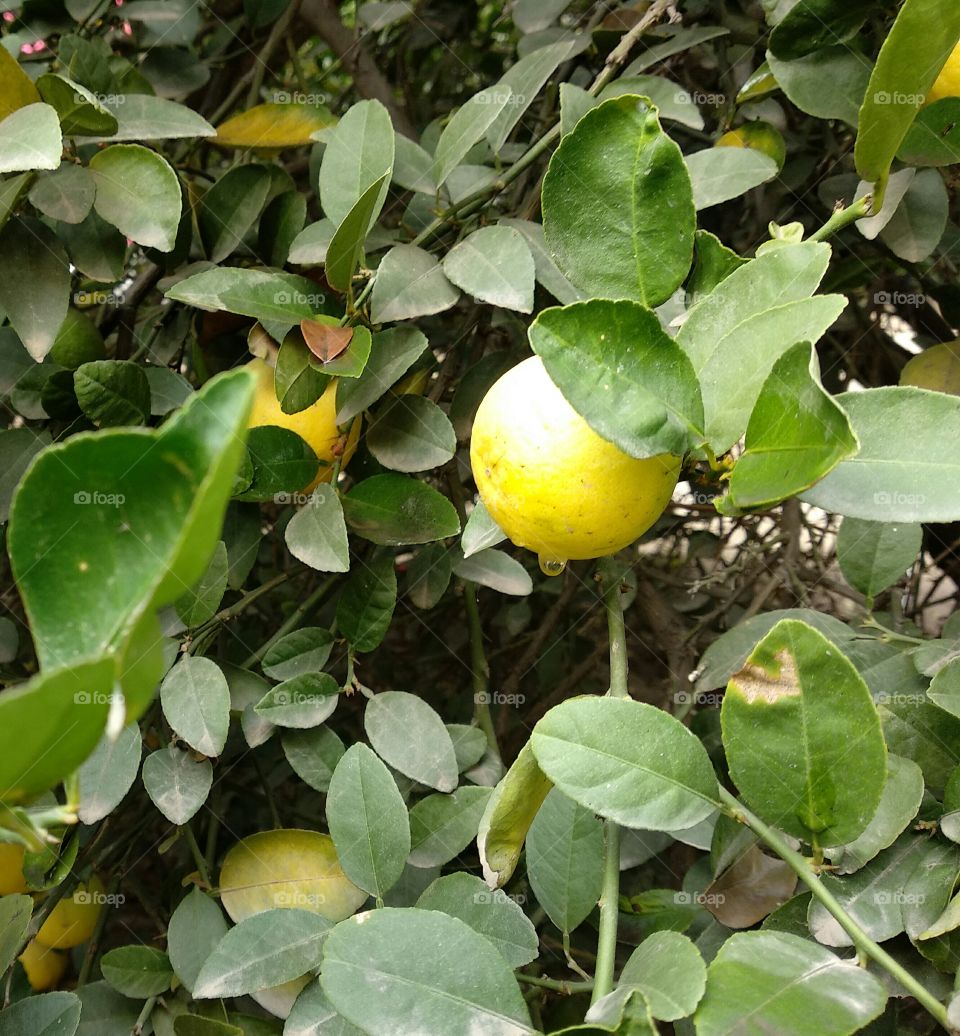 lemon in dewdrops