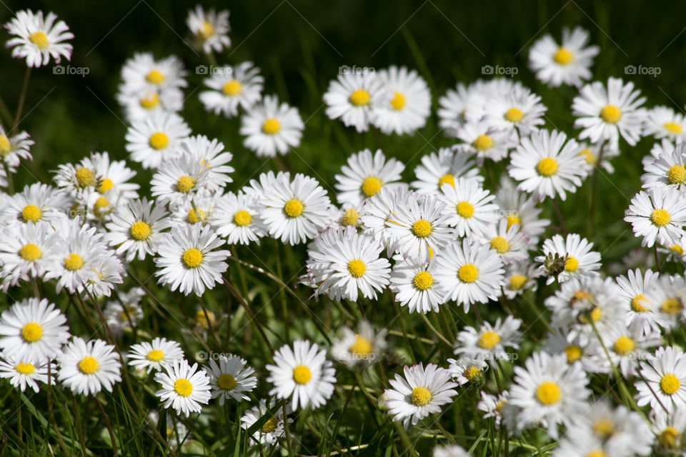 Beautiful daisy flowers in June 
