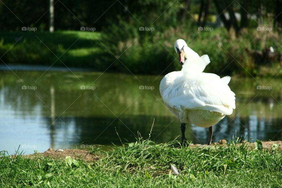 swan by the pond