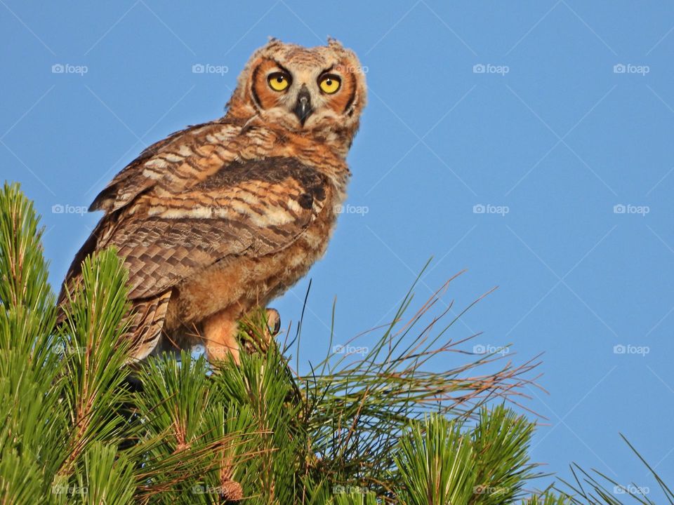 Urban Nature: Wildlife -  Overlooking the world atop a pine tree - The great horned owl is generally colored for camouflage. The underparts of the species are usually light with some brown horizontal barring