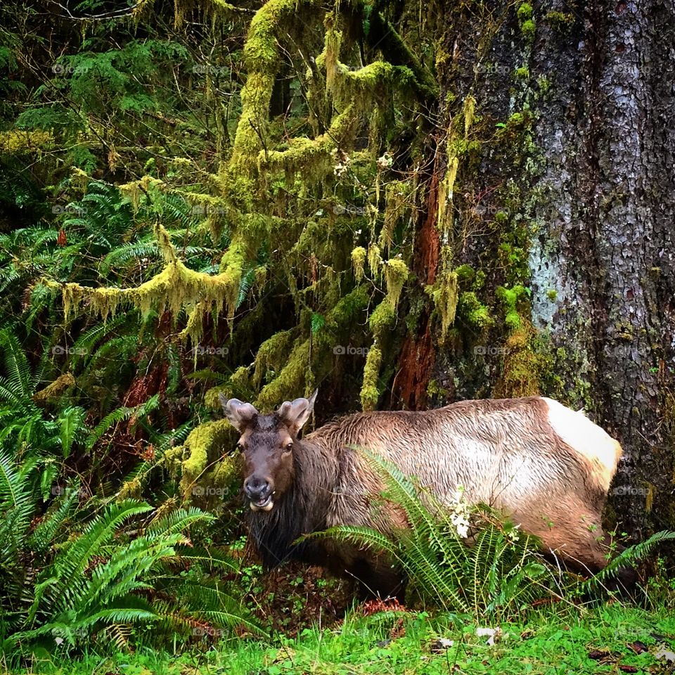 Elk in the moss 