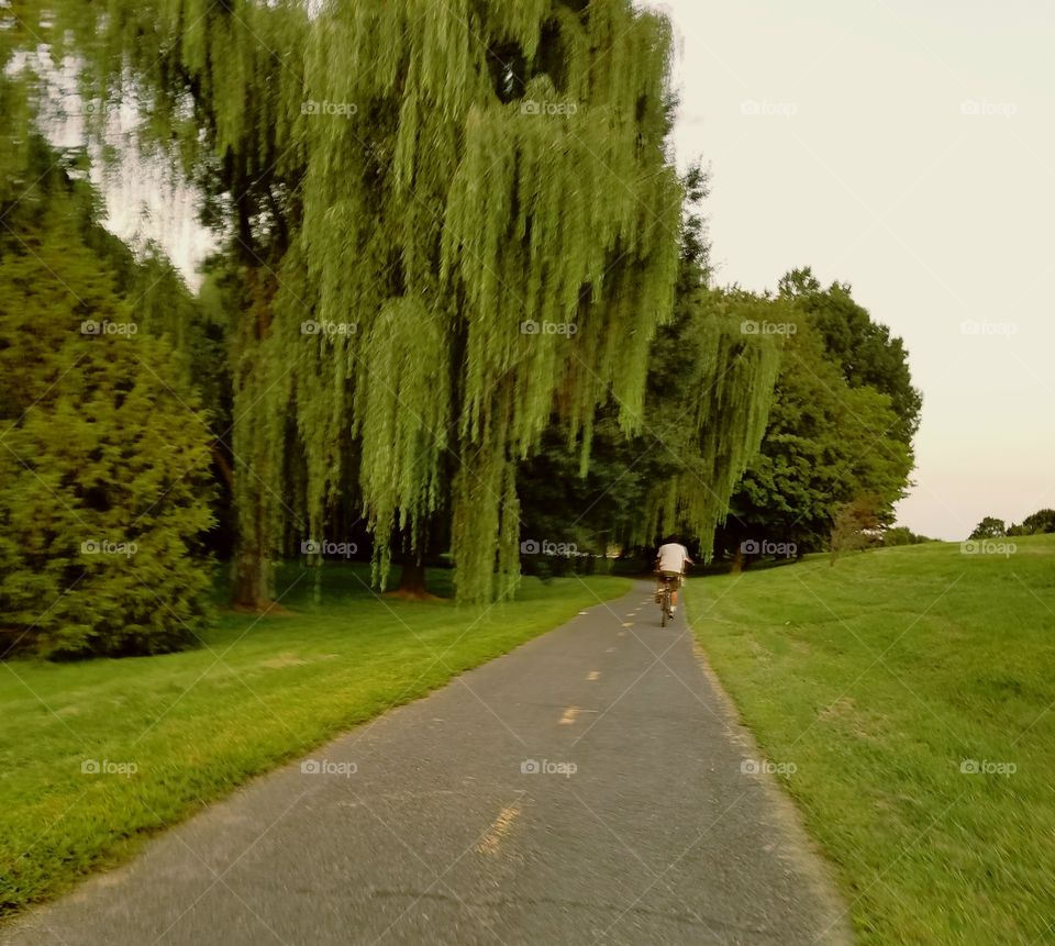 Road, Guidance, Tree, Grass, Nature