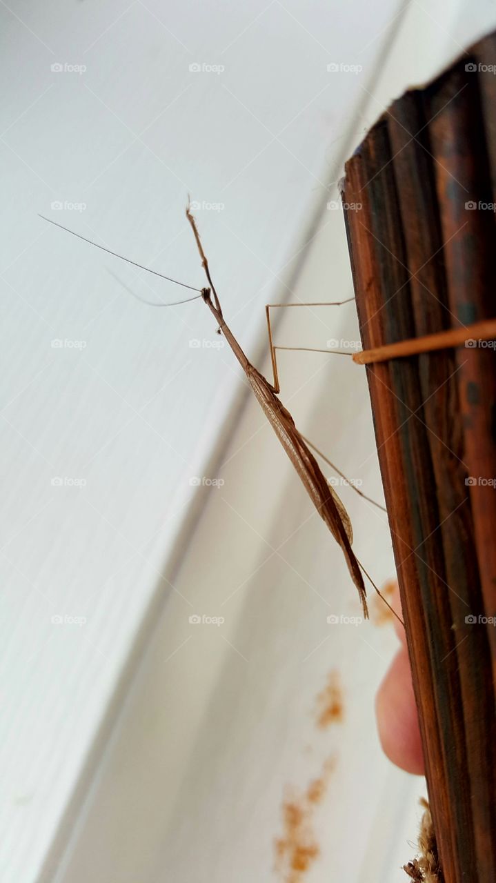 walking stick