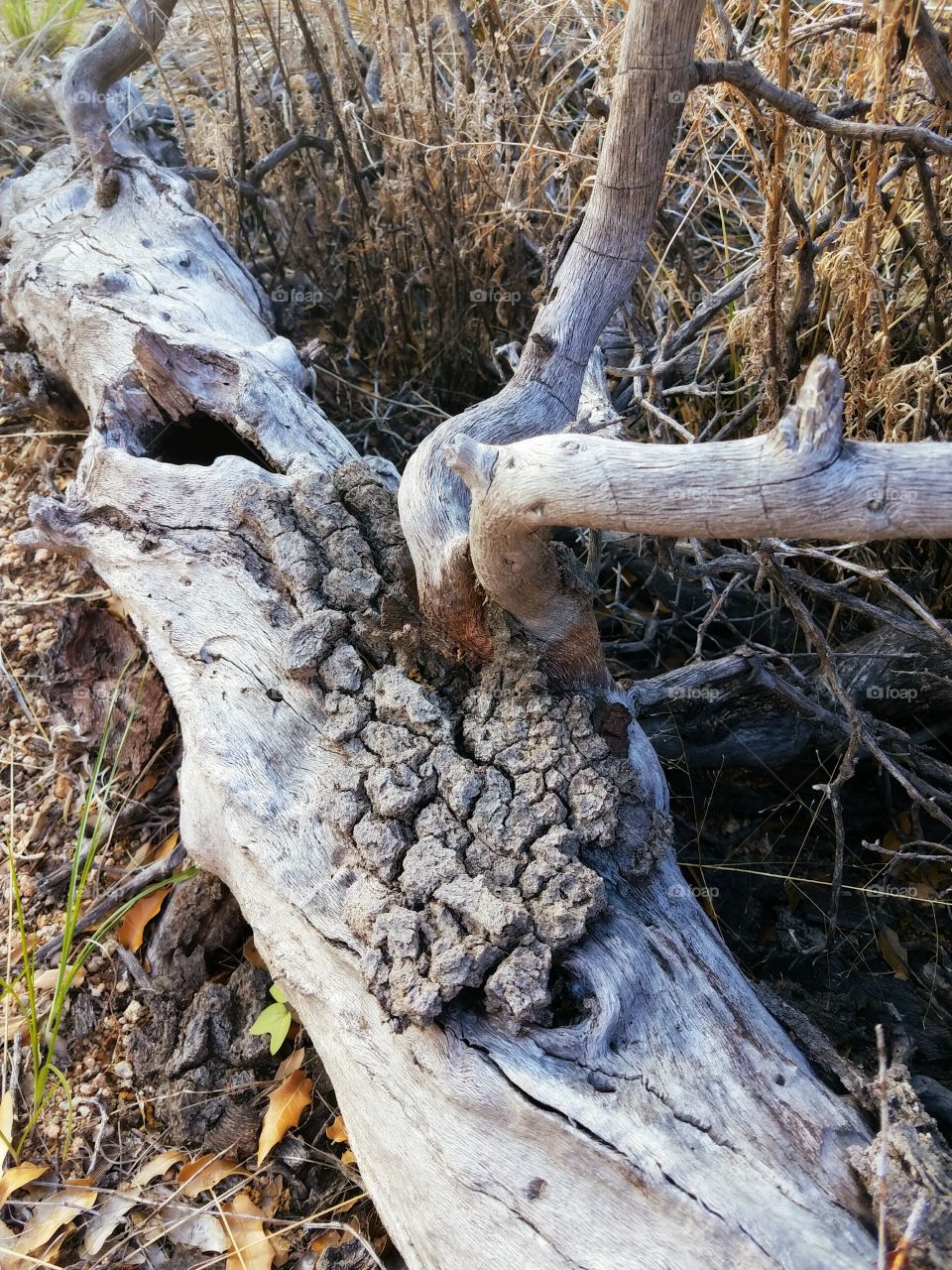 Dead wood