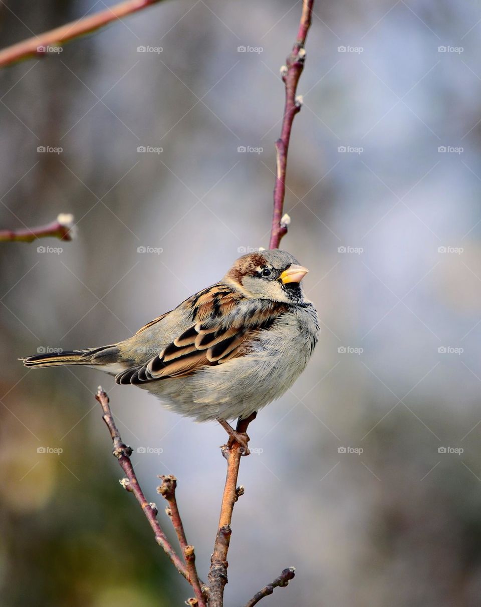 Sparrow bird