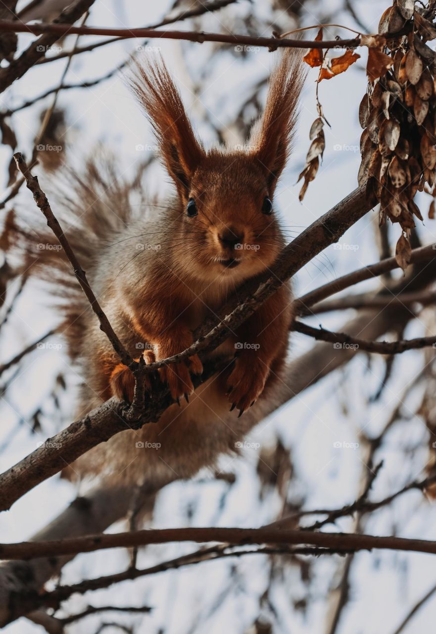 Very beautiful squirrel on the tree
