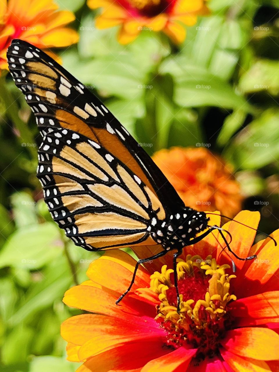 Closeup orange and black Monarch butterfly with white polka dots on a black body. It is perched on an orange cosmo flower in the summer sunshine.