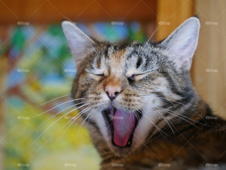 Yawning cat